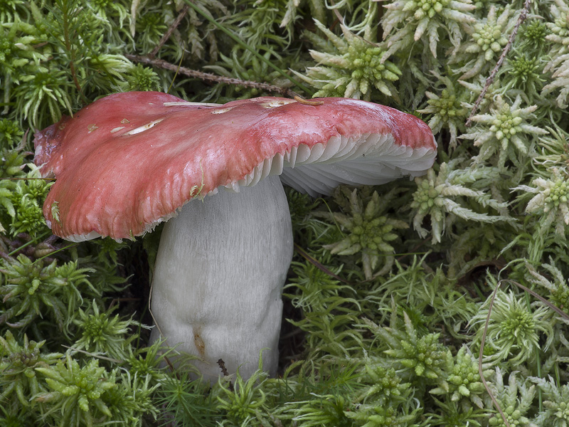 Russula grisescens